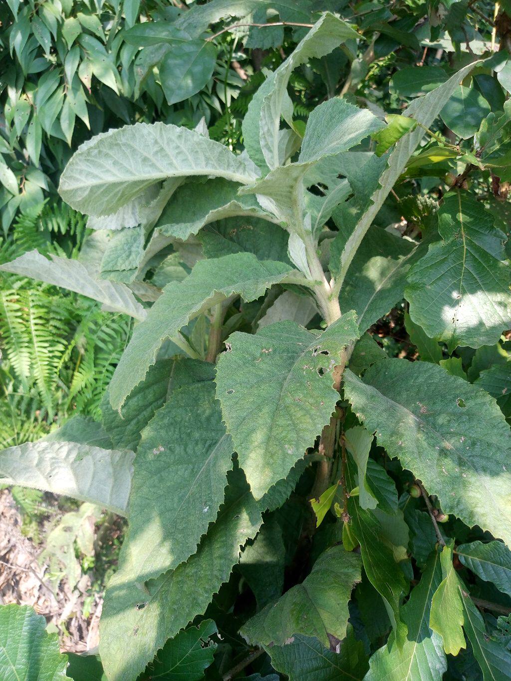 羊耳菊大茅香 猪耳风羊耳风山白芷 白牛胆 壮牛浪 白面风500g