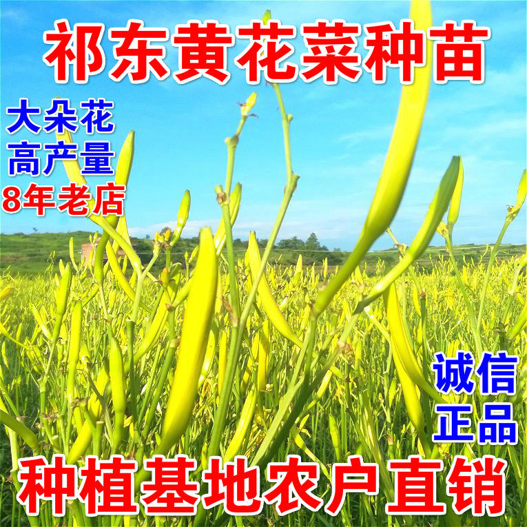 祁东黄花菜种苗金针菜庭院植物图片