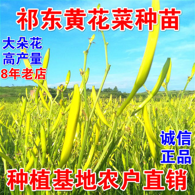 湖南祁东食用黄花菜种苗金针菜忘忧草大苗根庭院花卉坡道绿化盆栽