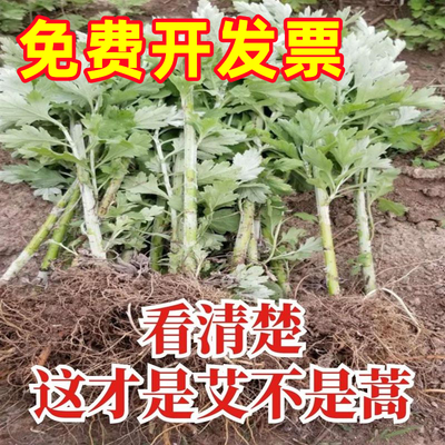 正宗艾草苗艾草种子种苗阳台盆栽艾草艾叶艾蒿种植苗洗澡泡脚驱蚊