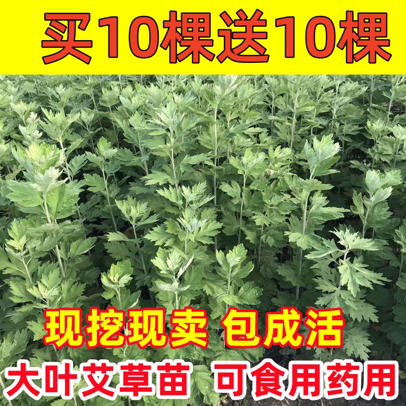 药用食用大叶艾草根种植艾草种子苗驱蚊艾蒿新鲜四季带根艾草苗-封面