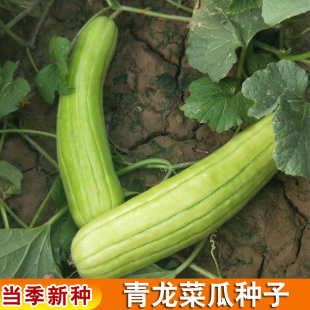 青龙菜瓜种子酱瓜香瓜甜瓜蔬菜种子春秋两季栽培高产老品种菜