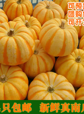 迷你桔瓜太阳果小南瓜金黄色金丝瓜新鲜真万圣节灯笼贝贝供佛观赏