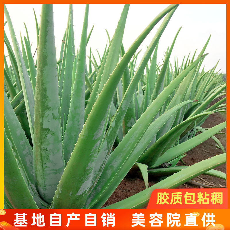 库拉索芦荟盆栽绿植芦荟美容灌肤吃用纳豆奶芦荟超大叶子包邮