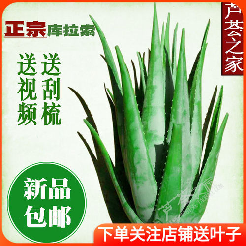 美国库拉索盆栽绿植大芦荟新鲜采摘美容食用美容院用包邮
