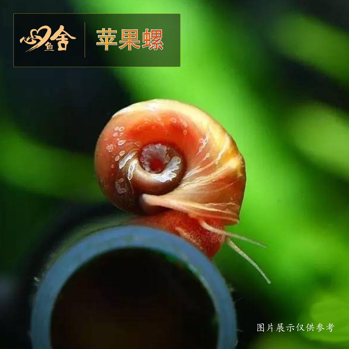 苹果螺活体观赏螺淡水螺类宠物新手最爱鱼缸清洁除藻螺苹果螺饲料,宠物/宠物食品及用品,螺,淘宝优惠券,粉丝福利购,淘宝优惠卷