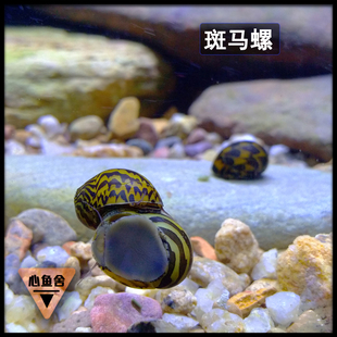 除藻螺工具螺斑马螺杀手螺洋葱螺黑金刚螺白玉螺苹果螺蜜蜂角螺