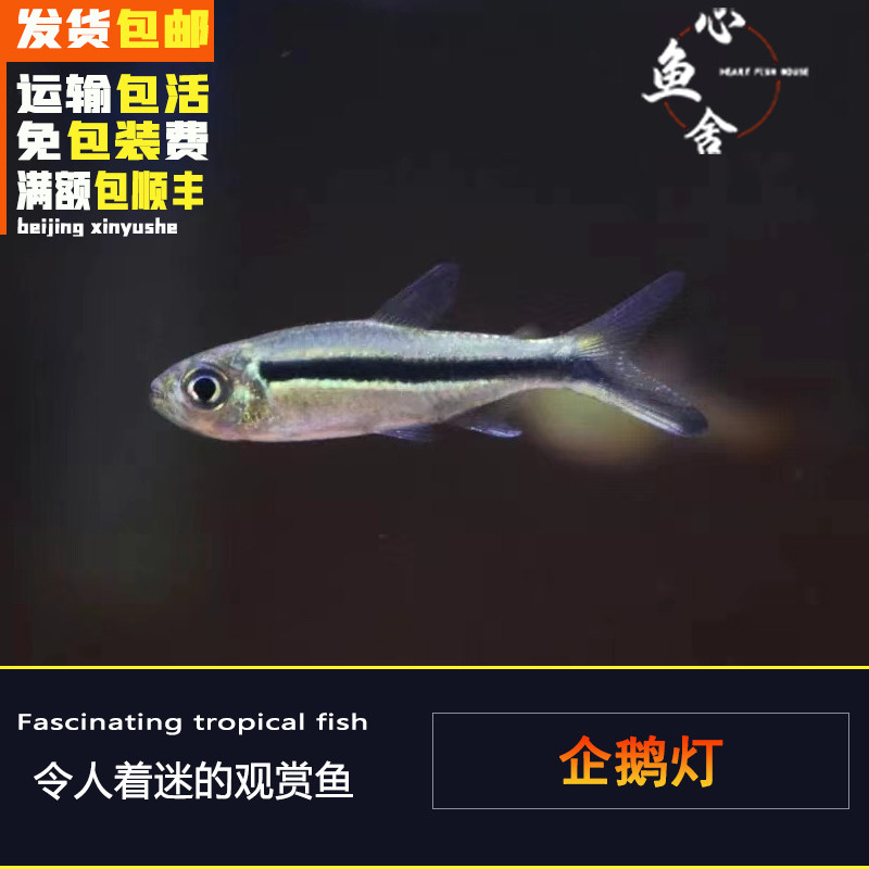企鹅灯拐棍灯鱼活体观赏鱼南美进口小型热带灯科鱼群游好草缸混养