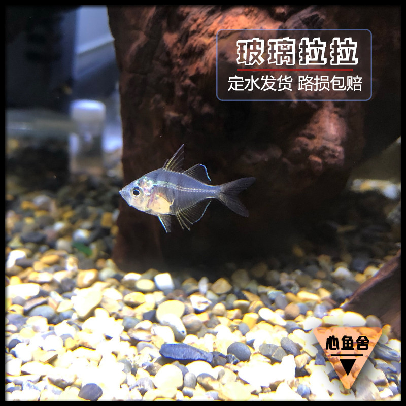 观赏鱼玻璃拉拉透明淡水