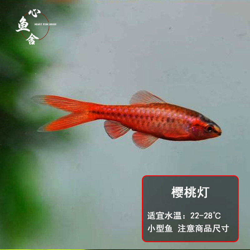 长尾樱桃灯红玫瑰鱼草缸精灵小型鱼热带鱼观赏鱼淡水好养活体新手