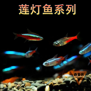 红绿宝莲灯鱼霓虹胭脂小型灯科草缸群游热带观赏巴西印尼活体闯缸