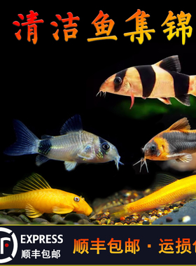 异形工具鱼合集除藻清擦缸坦克金苔鼠鱼小精灵小猴一线黑线飞狐