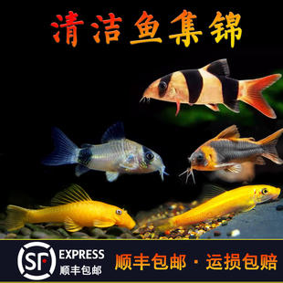 异形工具鱼合集除藻清擦缸坦克金苔鼠鱼小精灵小猴一线黑线飞狐