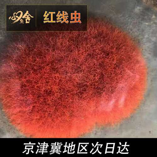 红线虫活体水蚯蚓红丝虫
