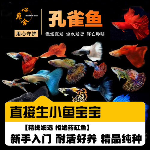 孔雀鱼合集全红蓝白天空蓝草尾