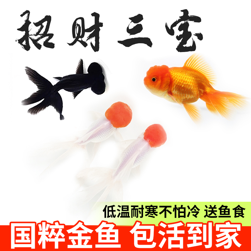 鹤顶红金鱼活鱼观赏鱼