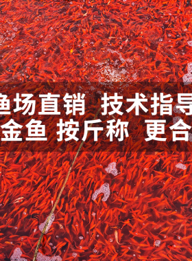 活鱼草金鱼观赏鱼按斤批发龙鱼活体饲料鱼捞鱼钓鱼摆摊乐园红草金