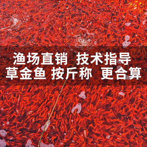 草金鱼按斤批发观赏鱼苗活鱼
