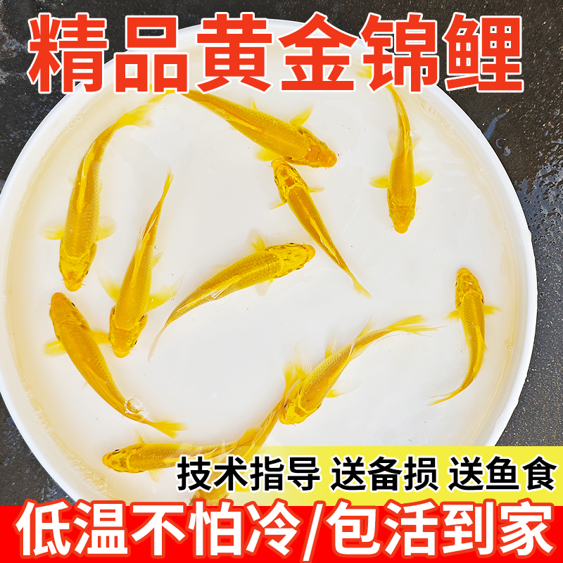 黄金锦鲤活鱼观赏鱼招财鱼