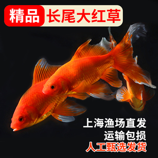 长尾大红草金鱼活鱼冷水观赏鱼锦鲤好养淡水鱼凤尾纯红红草鱼