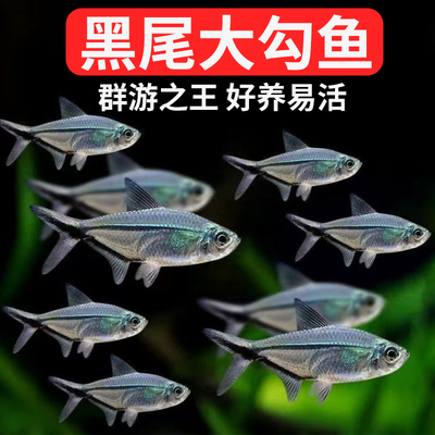 黑尾大勾鱼群游鱼草缸小型热带鱼