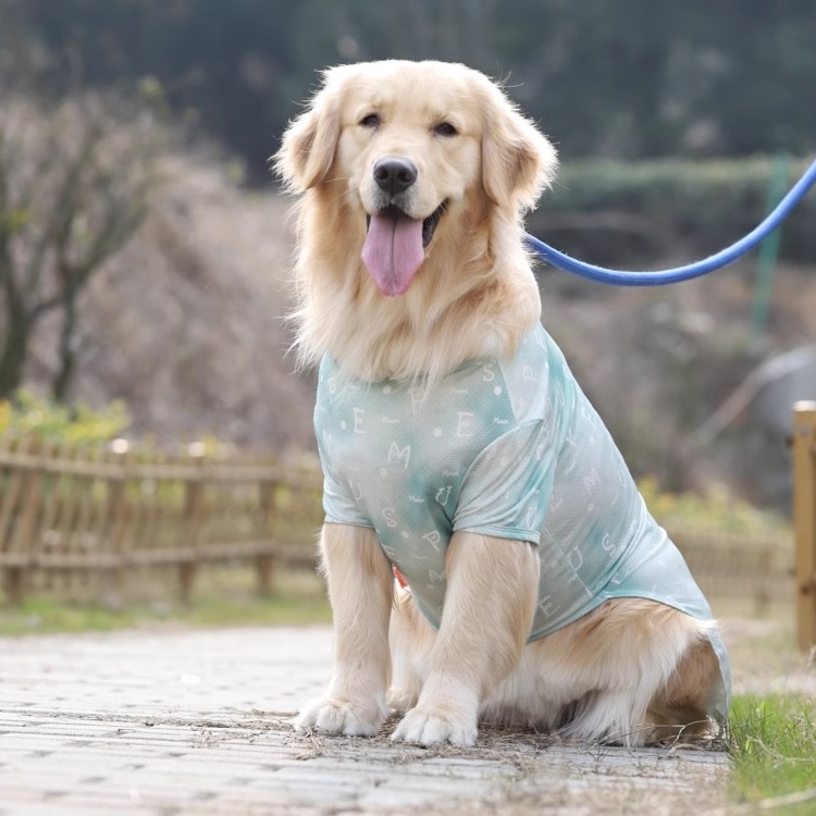 狗狗衣服薄款夏季宠物金毛柯基