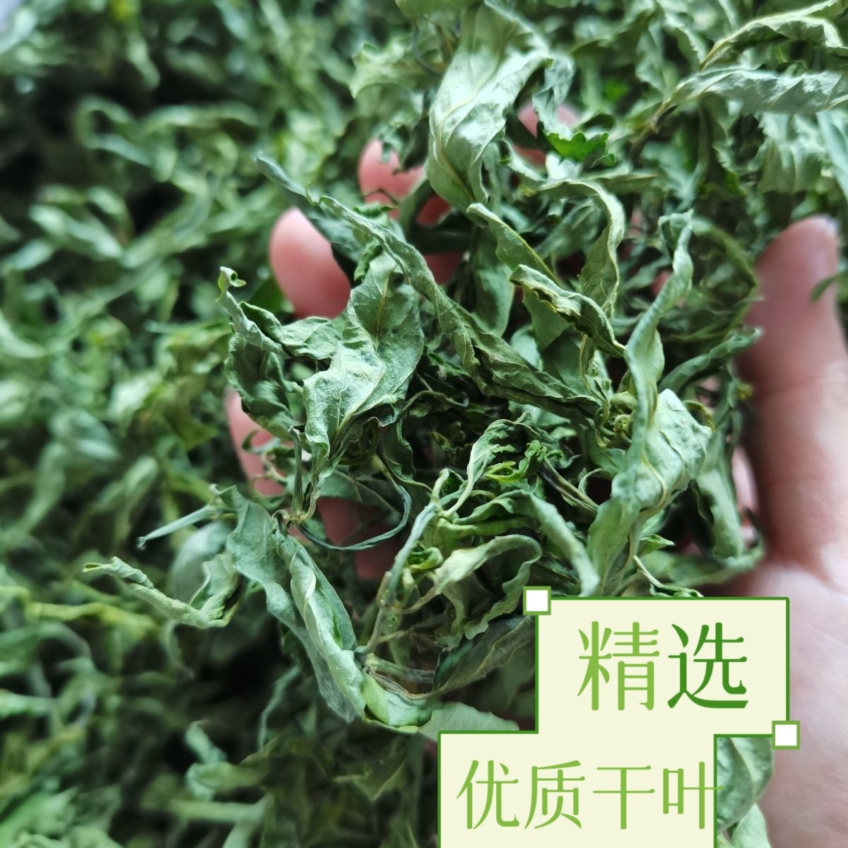 干叶纯野生忧顿草忧遁草茶优遁草粉剂鳄嘴花黎王草茶忧遁草新鲜