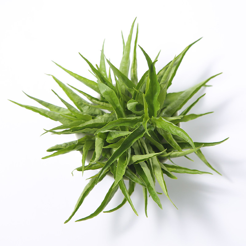 自然忧遁草优顿草优盾草优遁草黎王草鳄嘴花嫩叶鲜叶小叶现摘现发