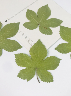 树叶贴画押花画植物标本diy干花