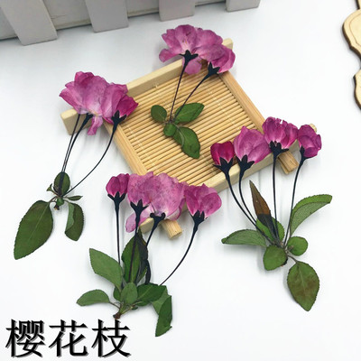 樱花标本diy贺卡水晶滴胶手机