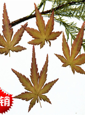 枫叶标本干花DIY手工材料植物