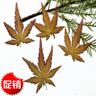 枫叶标本 滴胶干花DIY手工花材押花材料干花标本植物教学标本