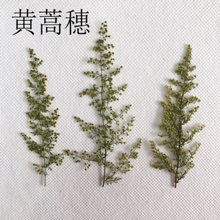 黄蒿穗 压花书签植物标本diy真花滴胶手机壳干花相框贺卡中草药