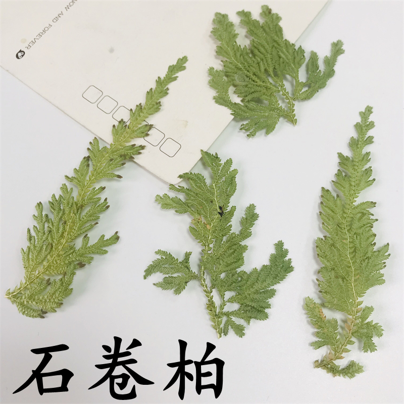 卷柏叶 儿童diy手工干花贴画押花相框压花装饰植物标本干草造景图片