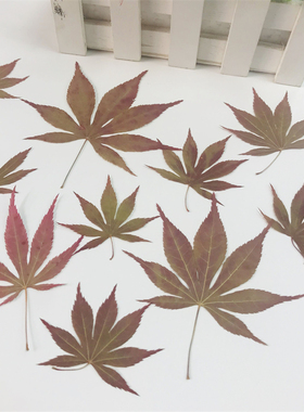 diy手工植物标本枫叶画日本红枫