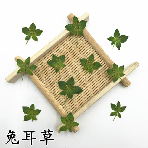 兔耳草叶上押花画滴胶手机壳diy