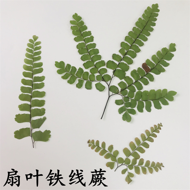 扇叶铁线蕨 天然干花卉客厅居家装饰画框植物标本儿童DIY手工贴画图片