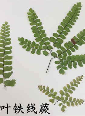 天然植物标本手工居家装饰diy
