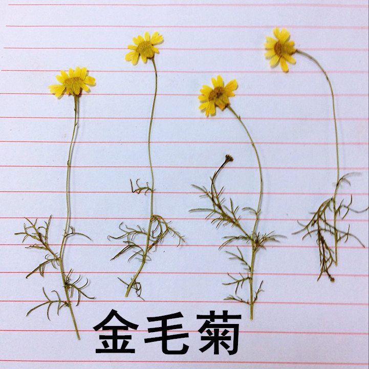 金毛菊压花真花滴胶手机壳干花 diy贺卡书签押花香薰蜡烛花材