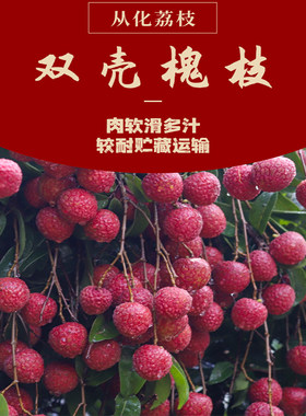 10斤装广东从化双壳槐枝荔枝顺丰