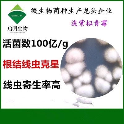 淡紫拟青霉菌根结线虫 滴灌微生物菌蔬菜柑橘大姜洋葱微生物菌剂