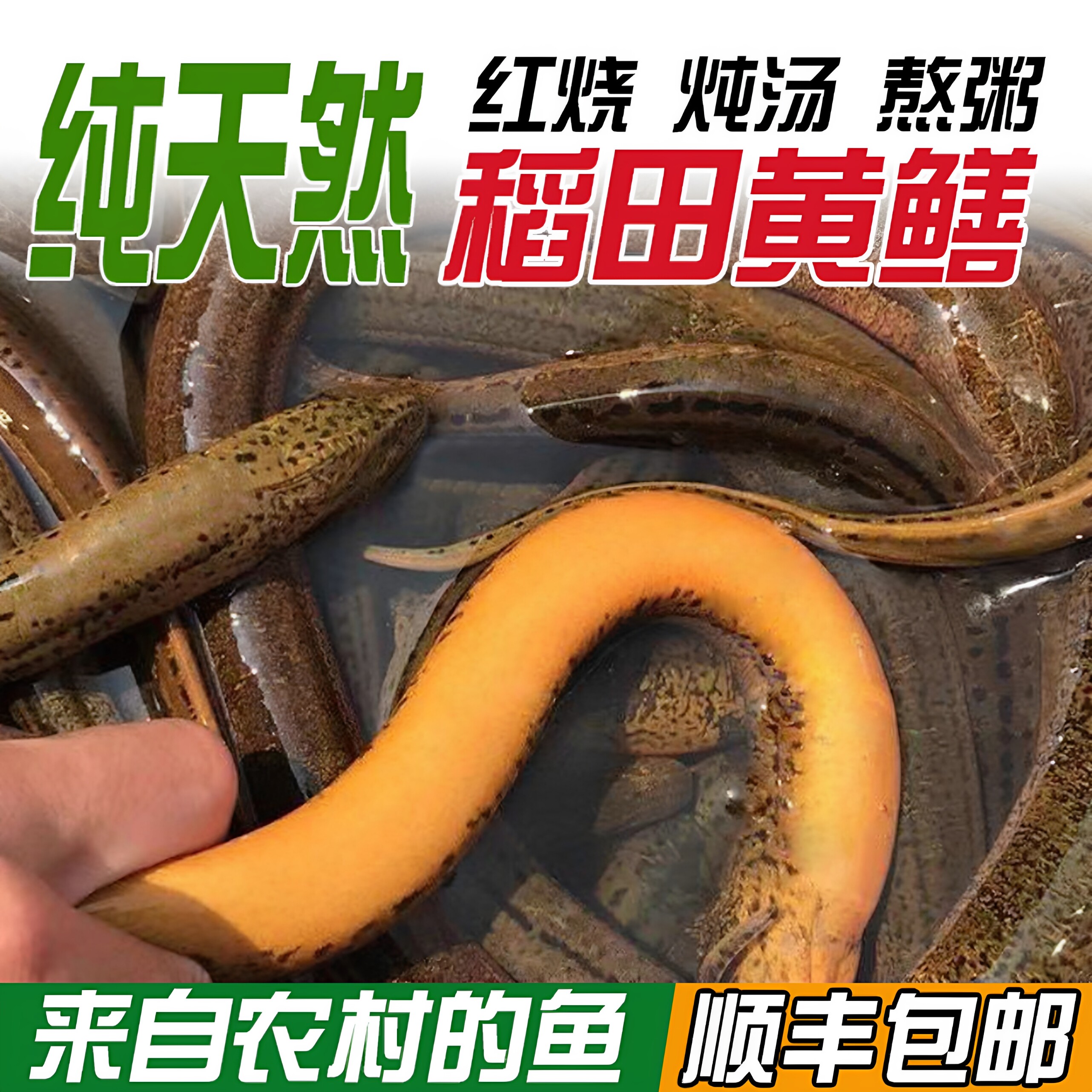安徽鲜活大黄鳝鱼野外现捕现发稻田大黄鳝长鱼顺丰包邮活体黄鳝