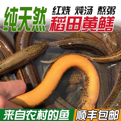 安徽鲜活大黄鳝鱼野外现捕现发稻田大黄鳝长鱼顺丰包邮活体黄鳝