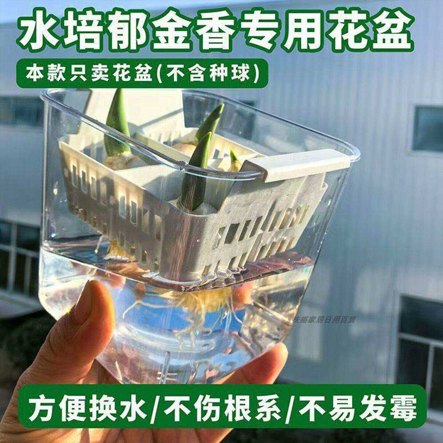 郁金香水培专用定植篮不伤根
