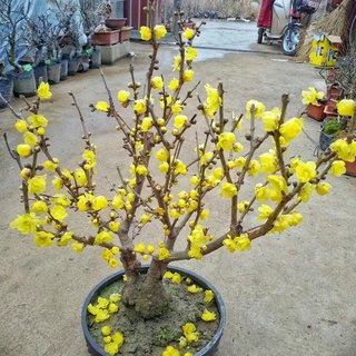 腊梅花树苗盆栽浓香型花卉梅花盆景老桩耐寒植物室内阳台庭院花苗