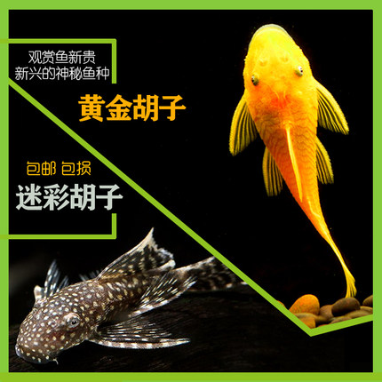 黄金胡子鱼缸清道夫迷彩淡水水族箱水草虾除藻工具鱼清洁鱼缸除藻