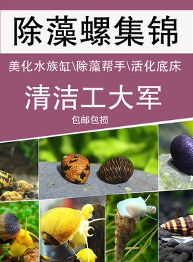 观赏螺淡水除藻工具苹果螺神秘斑马杀手白玉黄金黑金刚螺紫纹金源