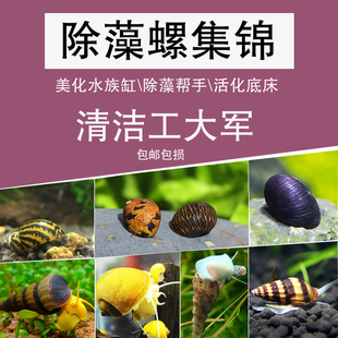 观赏螺淡水除藻工具苹果螺神秘斑马杀手白玉黄金黑金刚螺紫纹金源