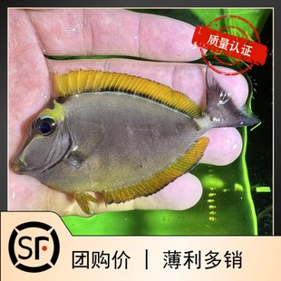 马代金毛吊 海水鱼黄金吊 活体珊瑚小丑鱼蓝吊 天狗吊