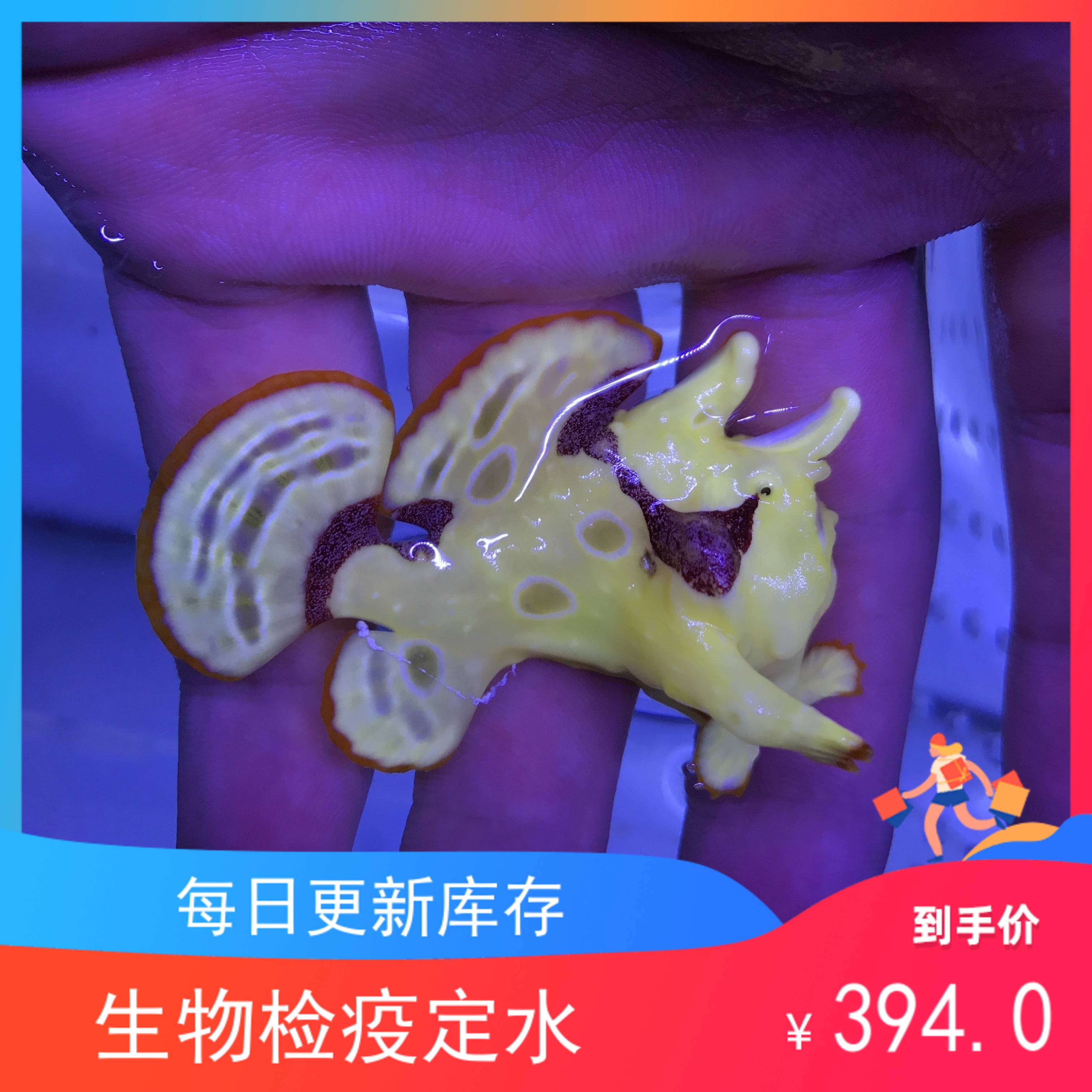 红黄五脚虎海水鱼观赏鱼小丑鱼活体珊瑚 搜又搜